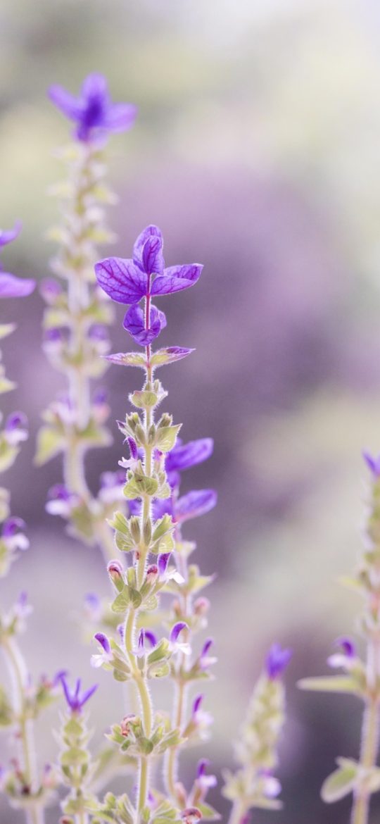 空挡接龙 App 首页界面，薰衣草紫渐变背景上排列着规则手册、实战练习等五个入口卡片，手机竖屏截图